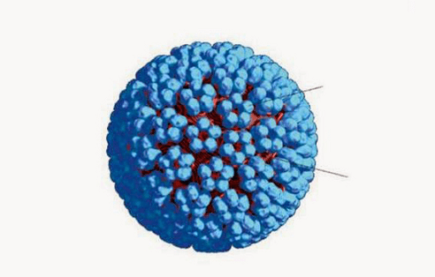 HPV 3D modelis