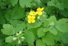 strutene no kārpas