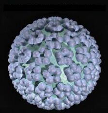cilvēka papilomas vīruss